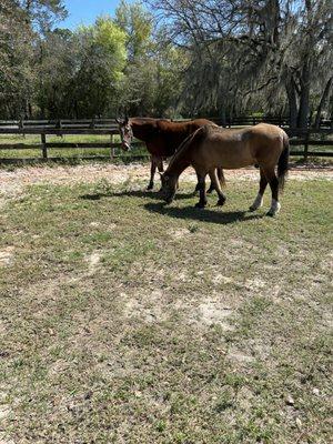 Central Florida Equine Hospital