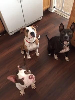 Girls Best Friend Pet Sitting Service