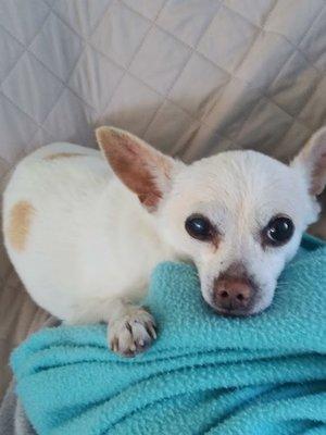 Holistic Veterinary Care