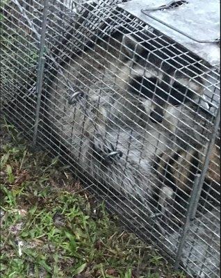 Snake Chaser The Lt Riv