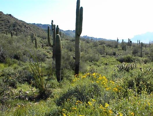 Internet Accounting, Payroll & Controller Services