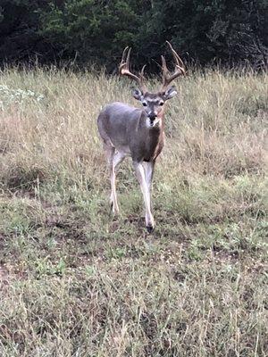 Highland Lakes Taxidermy