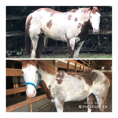 Olney Performance Horses