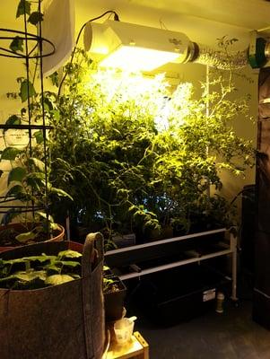 Tomato jungle in a hydroponic flood system