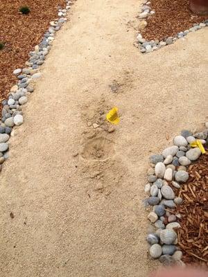 Our "finish" decomposed granite pathway.