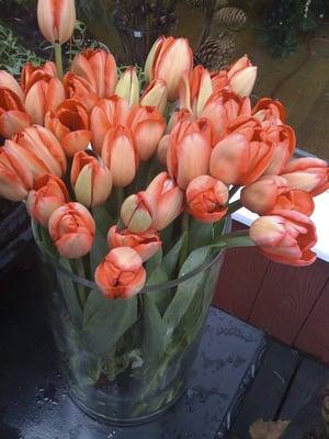 tulips