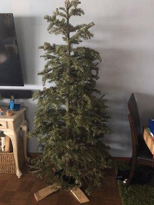 Our dead tree after 2 weeks.