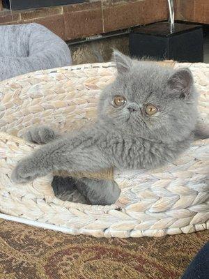 Rumi, the coolest, sweetest, and best cat we could have ever wished for. Thanks Lou!