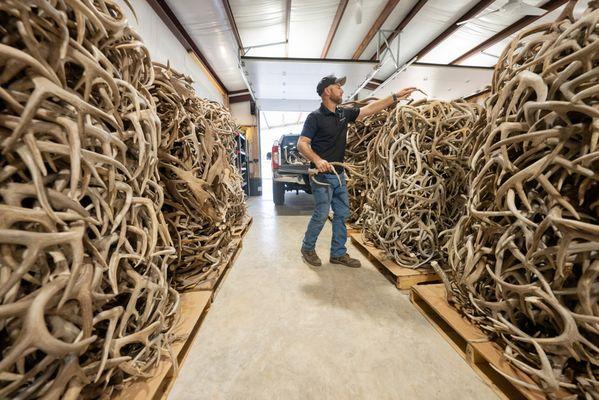Kerrville Antler Buyers