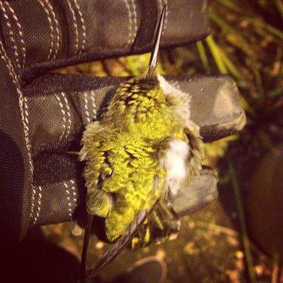 I Rescued this injured hummingbird from a third story ledge where it was stuck helpless.