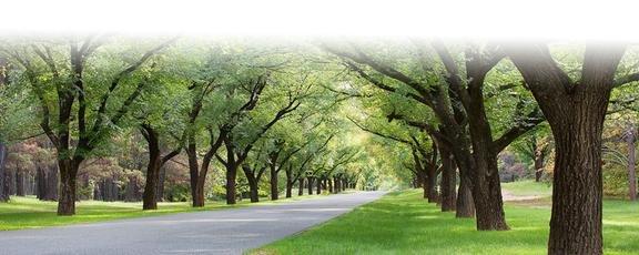 Monster Tree Service of Baldwin County