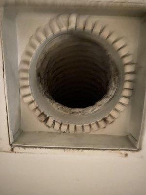 Absolute Dirtout carpet