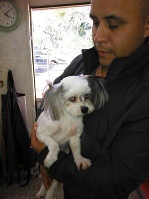 This was so very matted, he is so happy he went to happy dogs . Been here for 15 years. (530) 8650957 happy dogs grooming