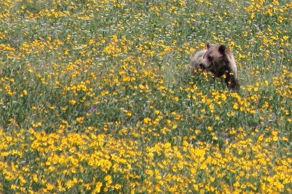 Ours : mode d'emploi