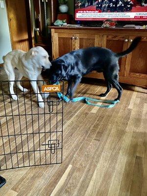 The Well Mannered Canine