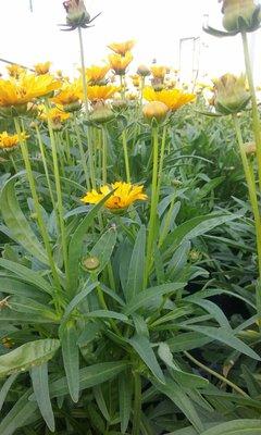 Olsons Greenhouse Of Colorado