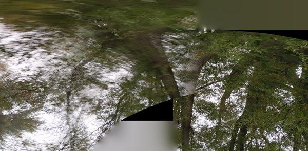 Pacific Tree Experts