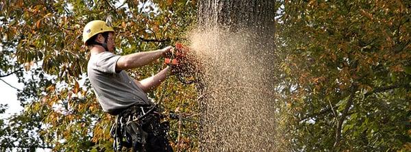 Davis Tree Service