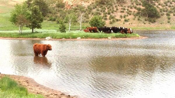 Cabin Country Brokers