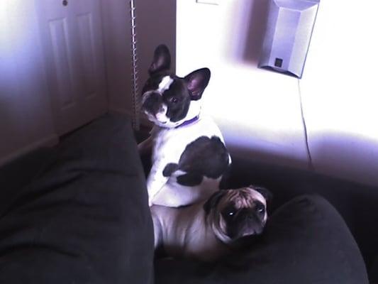Mandy (pug) and Kozmo (french bulldog)