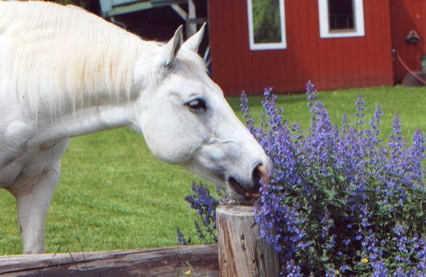 Banks Maple Tree Farm