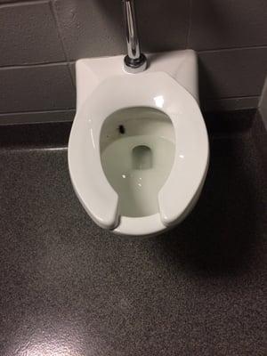 Found this today at the freshman center. Nice little surprise. Hello big cockroach.