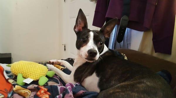 Pinellas Paw Patrol Pet Sitting Service