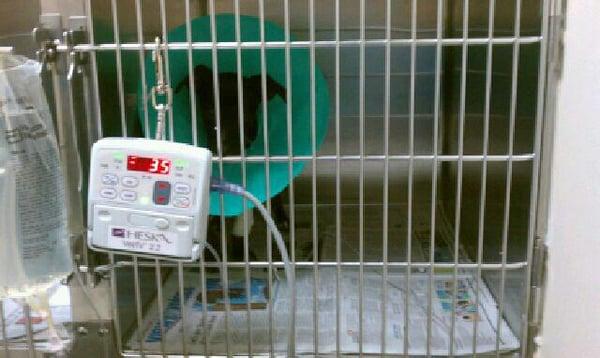 Our dog Emma - Thank you Dr. Dee and Dr. Eric for taking such great care of her. My family appreciate all of your hard work!