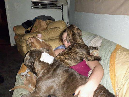 Pampered Pooches And Pet Grooming