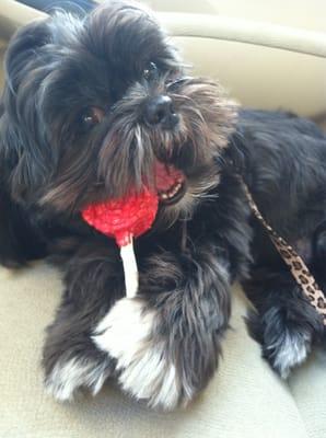 Compressed rawhide treat for Coalie