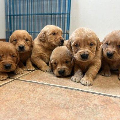 Cheyenne Farm Kennel