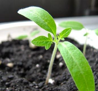Toledo Indoor Garden