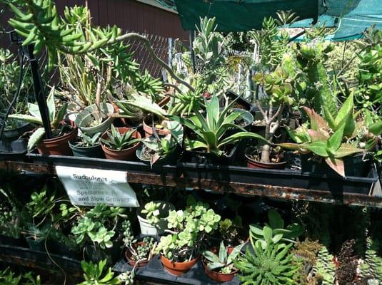 Rachelle - has a great selection of drought tolerant plants (including succulents) and really knows her stfc