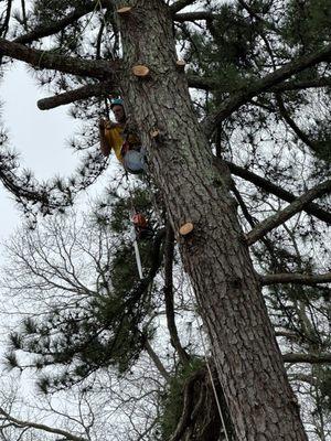 Tree Masters Tree Service