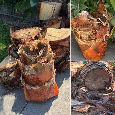 The Munoz Palm Tree Service