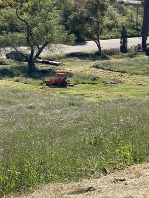 Great job cutting it down to dirt!