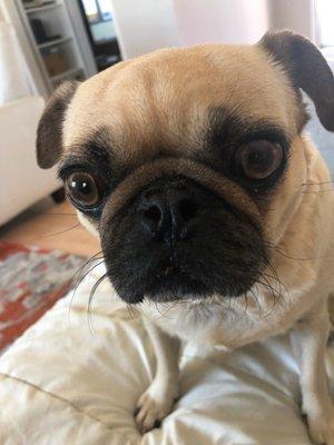 photo of Pug L.