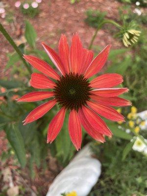 photo of Cassandra R.