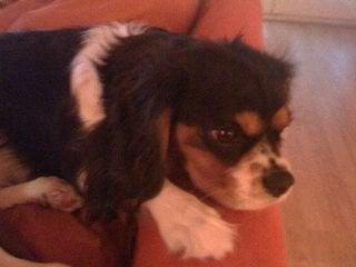 Photo of Cosmo G.