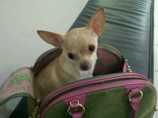 photo of Lilly Bean B.