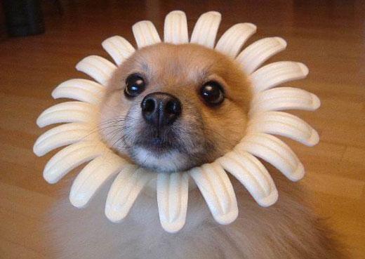 photo of Logan The H.