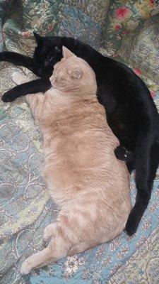 photo of Adventurer S.