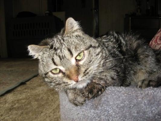 photo of Leonardo D.