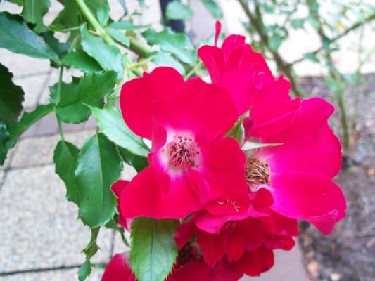 photo of Nancynurse Y.