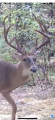 150" whitetail available for guided hunt.