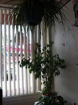 Flora & Fauna, hirsute tonsured.