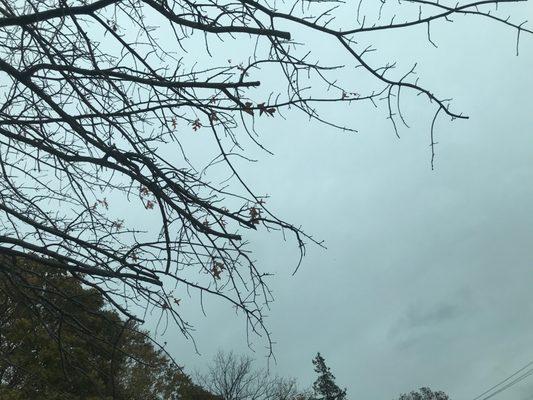 I know.... you can't see it with the tree in the way.... but there it is.... the left over remnants from my Belt Parkway experience.