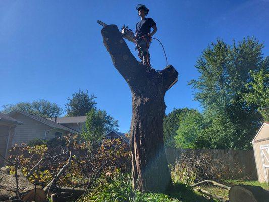 Rapids Brothers Tree