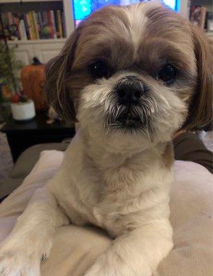 T & J's Dog Grooming