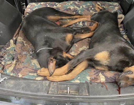 Two dogs who did not survive "training" here.